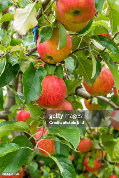 Frische, saftige Äpfel hängen auf einem Apfelbaum