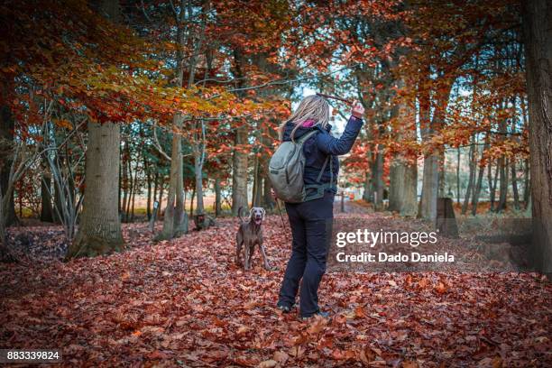 girl playing with dog - weimar dog stock pictures, royalty-free photos & images