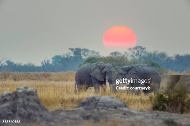 zwei elefanten mit sonnenuntergang hinter. - elefantenkalb stock-fotos und bilder