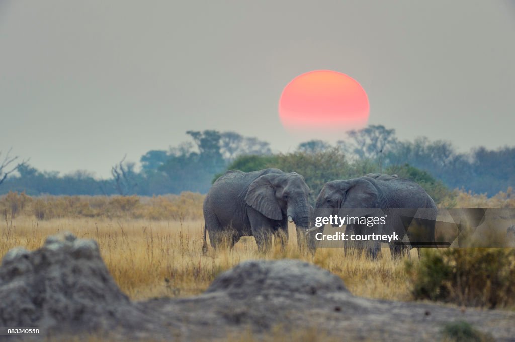 Two elephants with sunset behind.