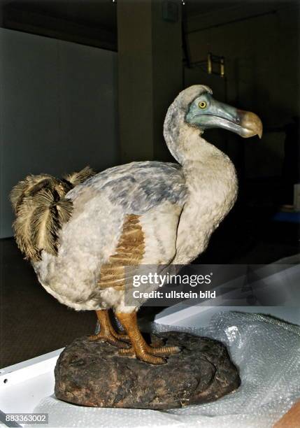 Rekonstruktion einer Dronte oder Dodo im Naturkundemuseum Berlin - rekonstruiert nach hist. Angaben und Zeichnungen - kein ausgestopftes Präparat -...