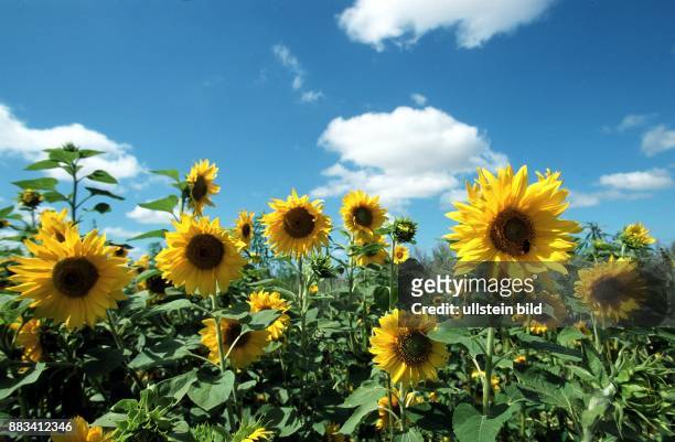 Feld mit Sonnenblumen , Familie der Korbblütler. Sonnenblumenfeld .