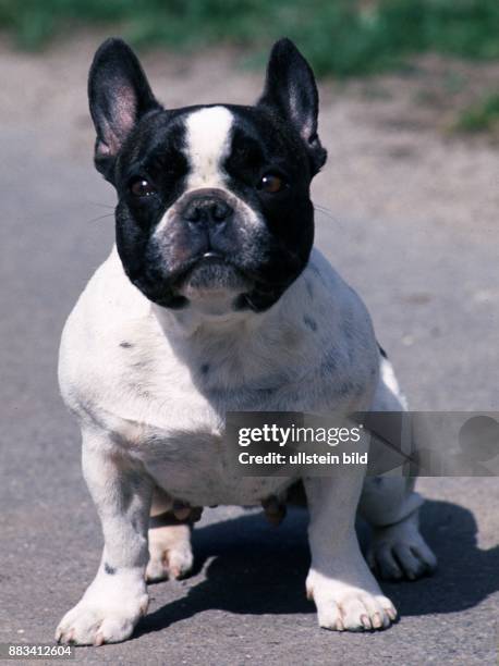 58 Bulldogge Stock Photos, High-Res Pictures, and Images - Getty Images