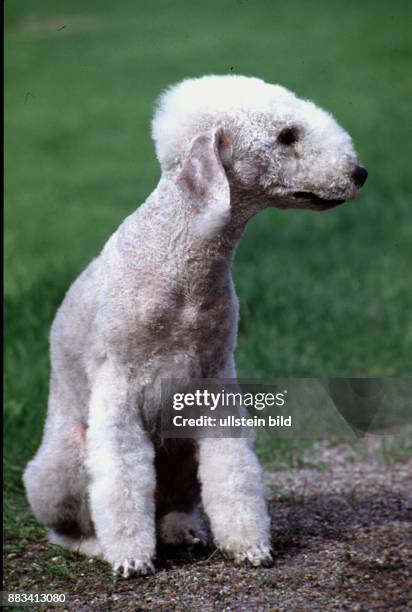 Ein Bedlington Terrier mit weißem, getrimmten Fell an Kopf und Körper, sitzt am Rand einer Grasfläche. .