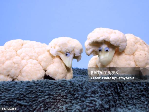 cauliflower sheep - google eyes stock pictures, royalty-free photos & images