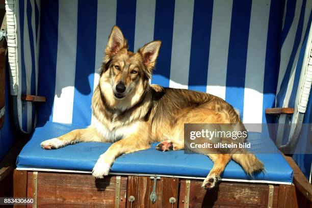 Hund liegt im Strandkorb