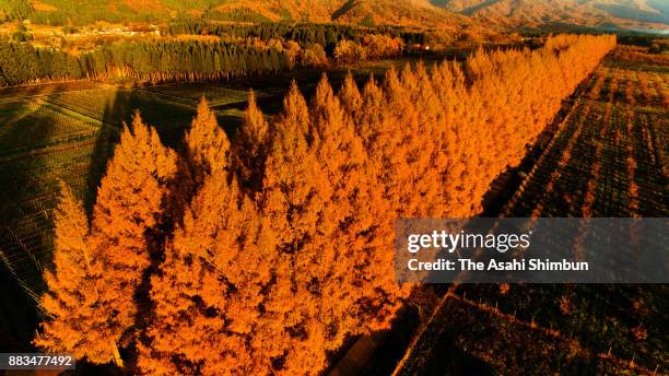 Metasequoia trees take on a golden glow, reflecting the morning sunlight on a 2.4-kilometer stretch of road on November 28, 2017 in Takashima, Shiga,...