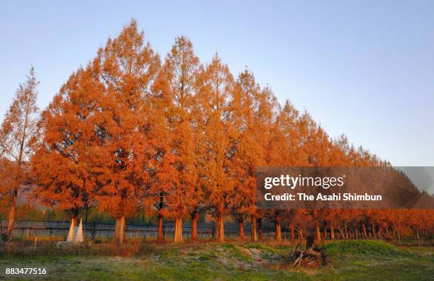 Metasequoia trees take on a golden glow, reflecting the morning sunlight on a 2.4-kilometer stretch of road on November 28, 2017 in Takashima, Shiga,...