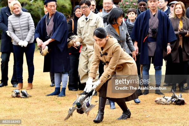Princess Mako of Akishino releases a duck as foreign deplomats are invited at the Shinhama Kamoba on December 1, 2017 in Ichikawa, Chiba, Japan.