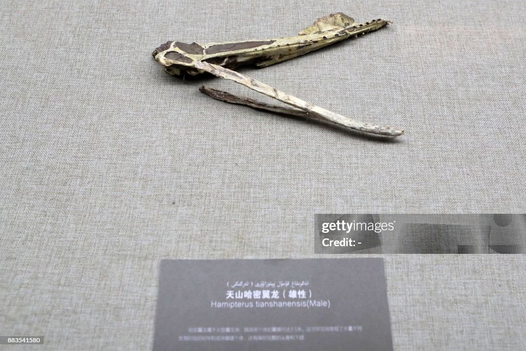 CHINA-SCIENCE-PALAEONTOLOGY-BRAZIL-US-ANIMAL