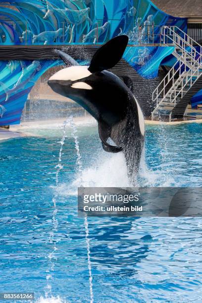 Giant Orca leaping into the air, at Seaworld San Diego.