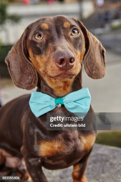Animal, dog, dachshund, wire-haired dachshund with blue loop
