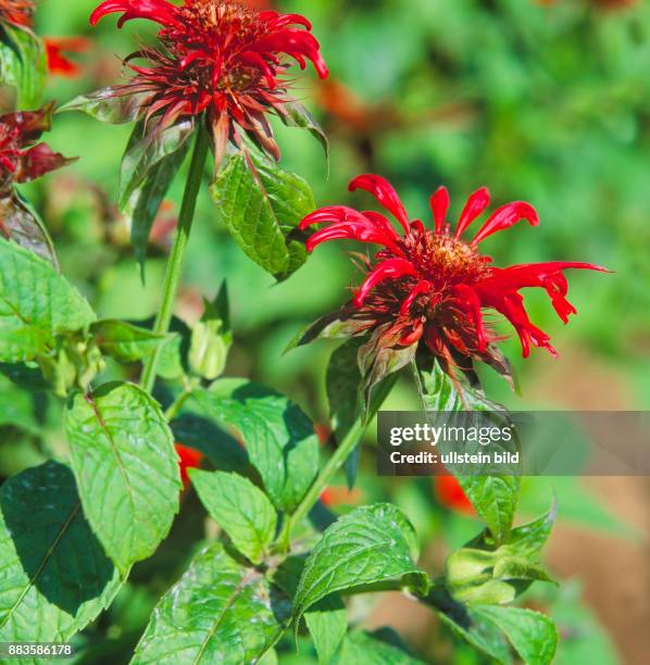 Herb; medicinal herb, culinary herbs, spices,crimson beebalm, scarlet beebalm, scarlet monarda, Oswego tea,bergamot