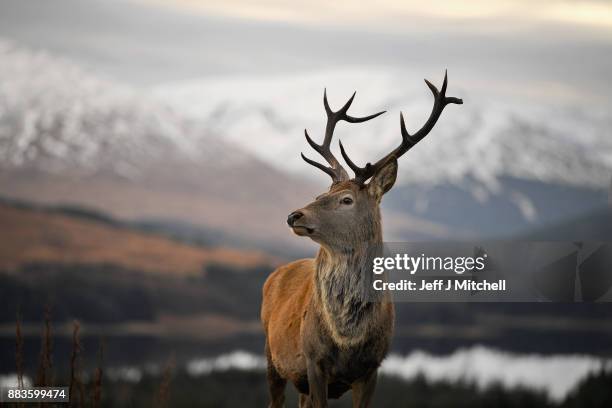 Red dear stag waits to be fed by tourists visiting a car park near Glen Coe on December 1, 2017 in Glen Coe,Scotland. On the first day of the...