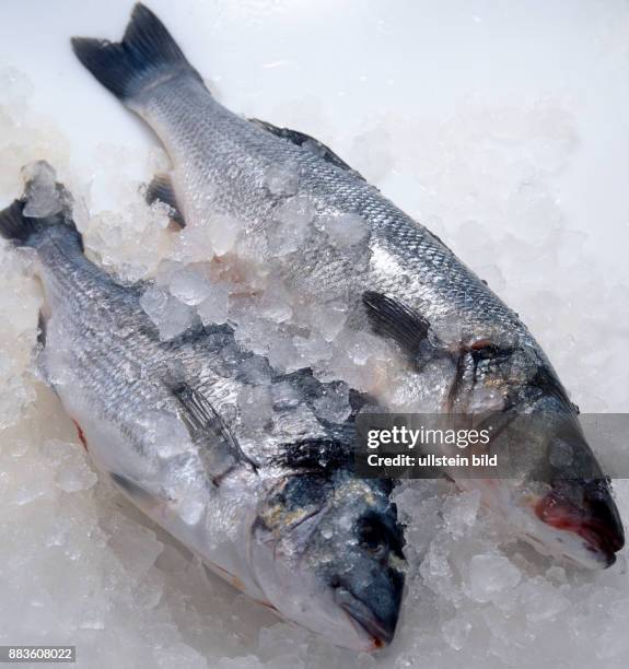 Wheat Fish 26 Weakfish Stock Photos, High-Res Pictures, and Images - Getty Images