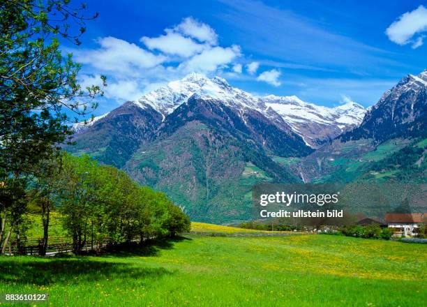 South Tyrol; Alto Adige; landscape; Burgraviato; Parcines, maso Quadrato,gruppo Tessa, cima di Tel, Flower meadow, dandelion