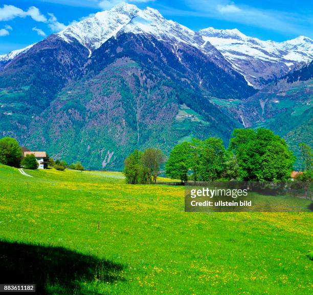 South Tyrol; Alto Adige; landscape; Burgraviato; Parcines, maso Quadrato,gruppo Tessa, cima di Tel, Flower meadow, dandelion
