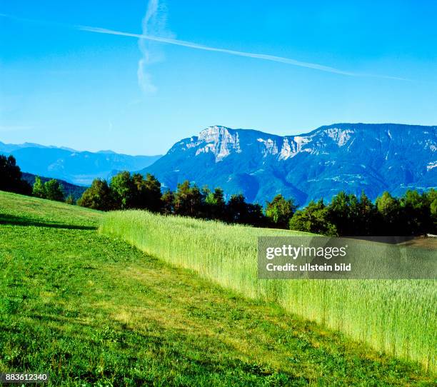 Europe; europa; italia; Italy; Italia; South Tyrol; Alto Adige; Provincia di Bolzano; Salto Cornfield, rye