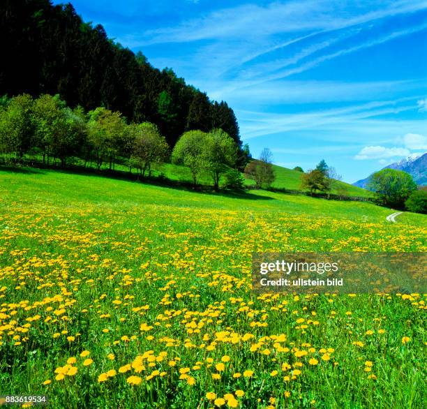 South Tyrol; Alto Adige; landscape; Burgraviato; Parcines, maso Quadrato, Flower meadow, dandelion