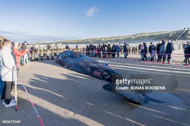 Spectators watch the death body of sperm-whale that is beached at Domburg, on December 1, 2017. / AFP PHOTO / ANP / JONAS ROOSENS / Netherlands OUT