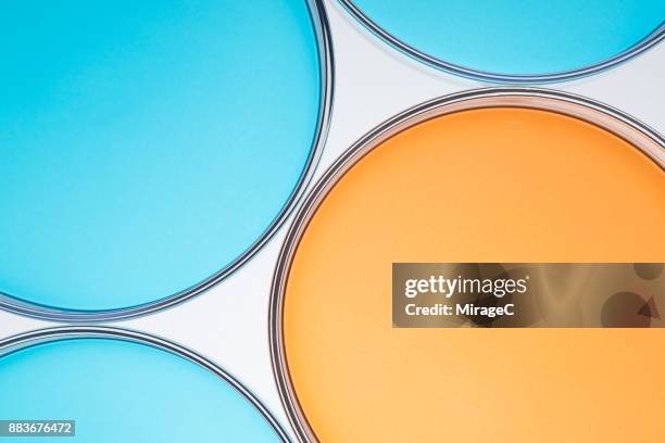 petri dishes comparison - agar jelly stock pictures, royalty-free photos & images