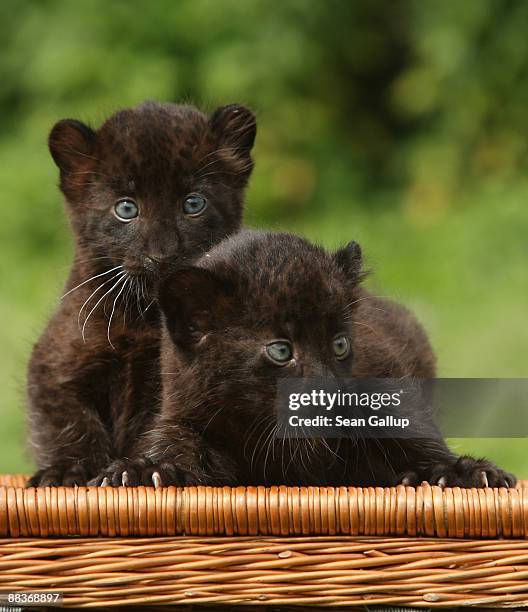 Newborn baby panthers Larisa and Sipura stare at photographers during a media presentation of the cubs at the Tierpark zoo on June 9, 2009 in Berlin,...