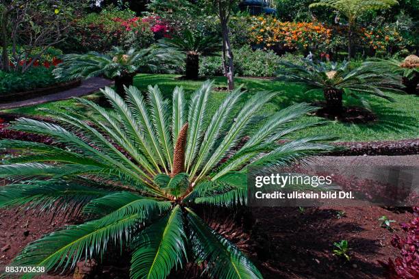 Japanische Palmfarne, Cycas revoluta, Garten der Quinta Vigia, offizieller Wohnsitz des Präsidenten von Madeira, Funchal, Insel Madeira, Portugal