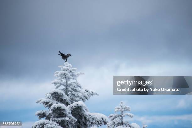 a bird named hoshigarasu living in an alpine zone - japanese larch stock pictures, royalty-free photos & images