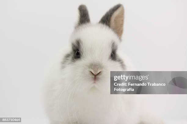 rabbit portrait - dalmatian fotografías e imágenes de stock