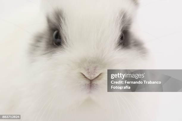 rabbit portrait - animal nose stock pictures, royalty-free photos & images