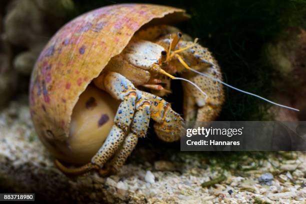 hermit crab - hermit crab stock pictures, royalty-free photos & images