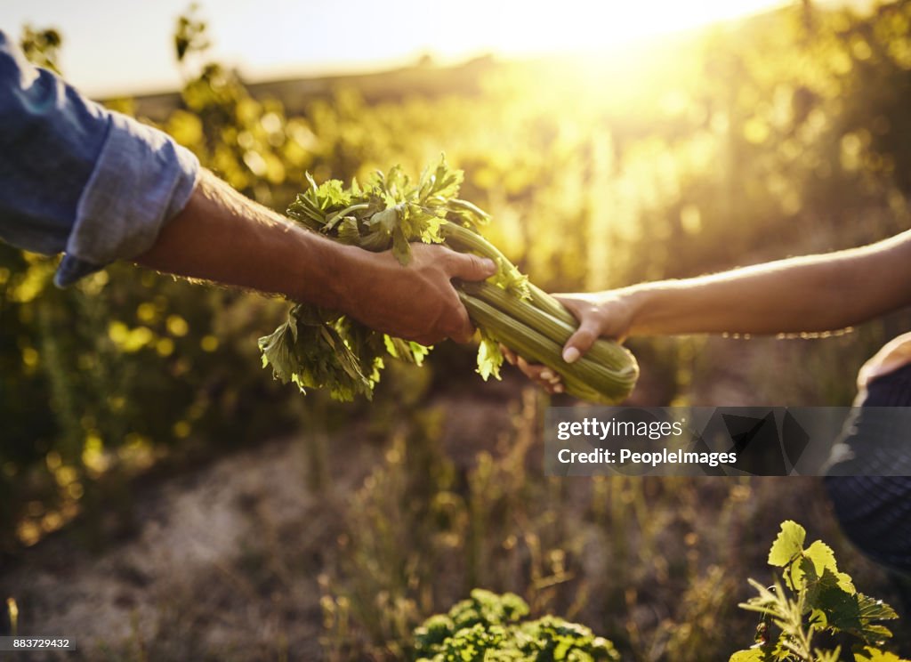 Turning vegetables into a business