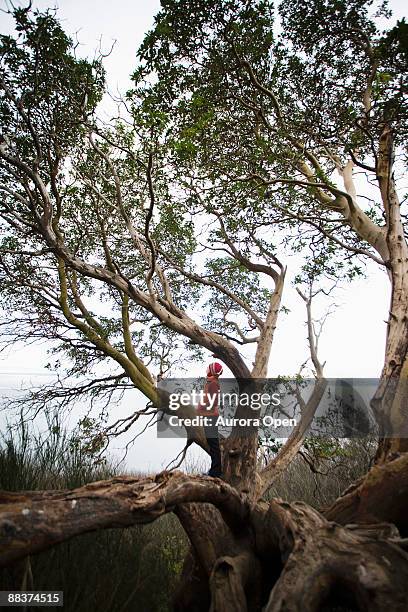 a young woman stands in a madrona tree in discovery park. - discovery park stock pictures, royalty-free photos & images