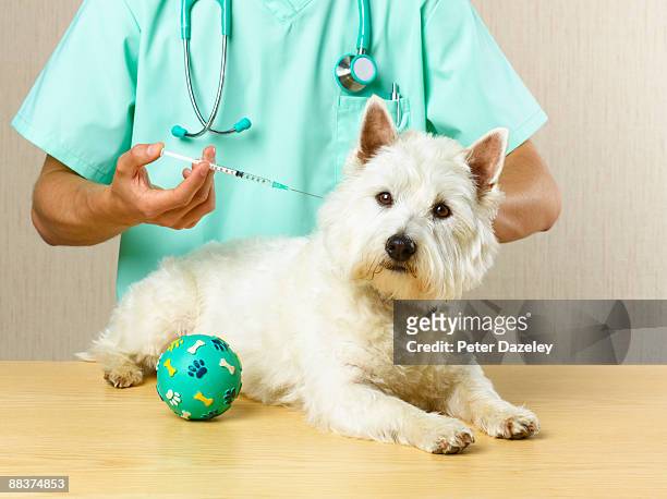 dog receiving vaccination from vet. - wirbeltier stock-fotos und bilder