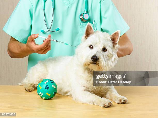 dog receiving vaccination from vet. - sfruttamento degli animali foto e immagini stock