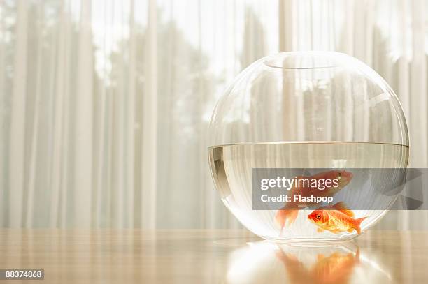 portrait of goldfish in a bowl - pet goldfish stock pictures, royalty-free photos & images