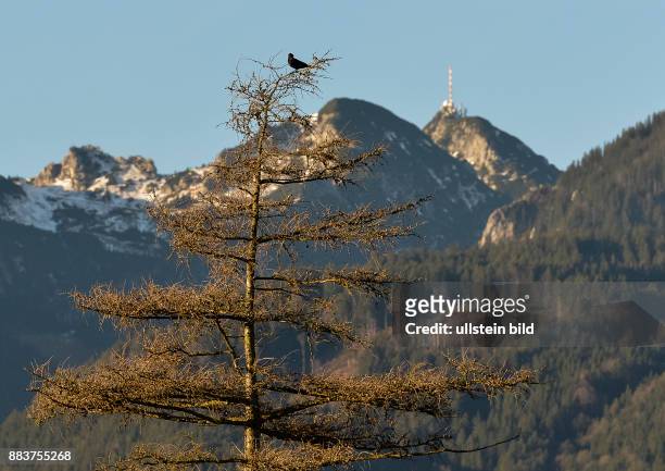 Ein Vogel sitzt auf einem Baum. Im Hintergrund der Gipfel des Wendelstein mit seiner Sendeanlage des Bayerischen Fernsehens. Derzeit schaut es fast...