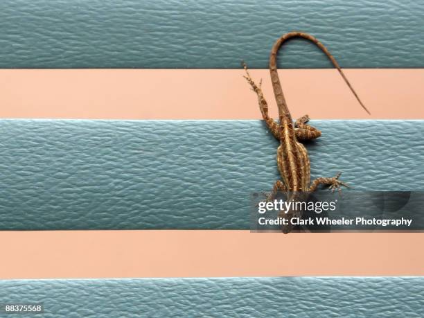 lizard, brown anole, on stripes - striped anole stock pictures, royalty-free photos & images