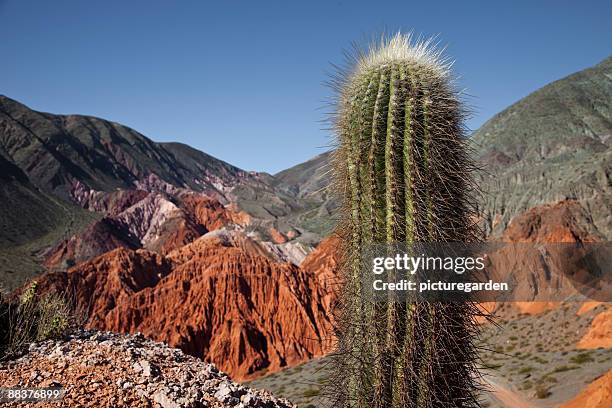 cactus at siete colores mountains - siete stock pictures, royalty-free photos & images