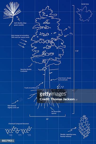 blueprint of a pine tree - technische zeichnung stock-grafiken, -clipart, -cartoons und -symbole