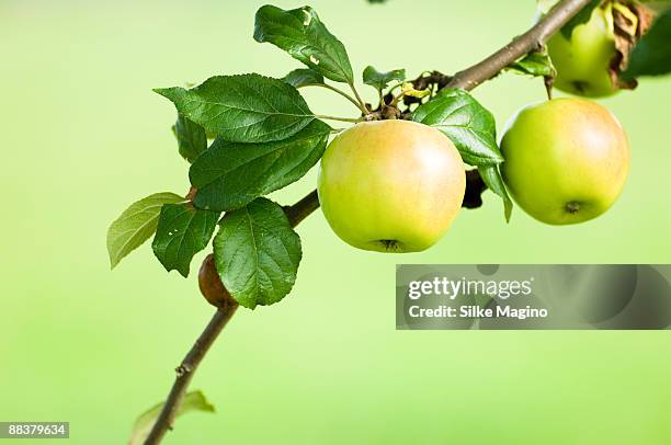 apples growing on tree, close-up - apple tree stock pictures, royalty-free photos & images