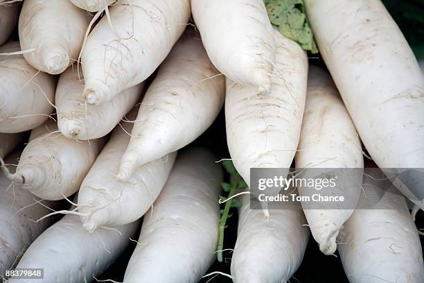 fresh horseradish (armoracia rusicana), close-up - rábano picante fotografías e imágenes de stock