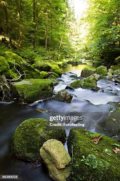 germany, bavarian forest, brook buchberger leite - gebirgsbach stock-fotos und bilder