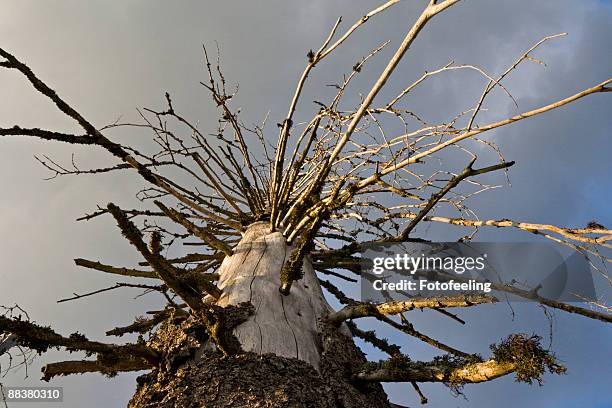 Low Rise Tree Trunk 916 Tree Trunk Low Close Up Stock Photos, High-Res Pictures, and Images ...