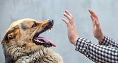 A male German shepherd bites a man