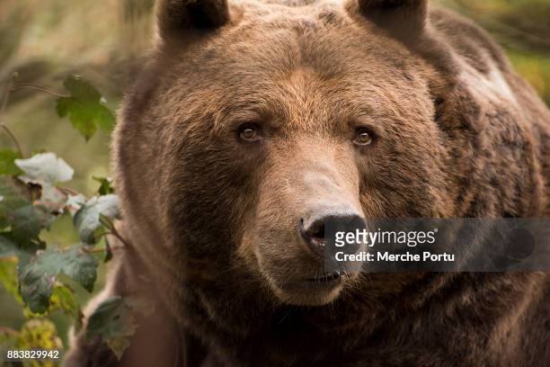 grizzly bear - アストゥリアス ストックフ�ォトと画像