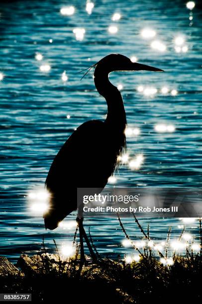 great blue heron - rob heron stock pictures, royalty-free photos & images