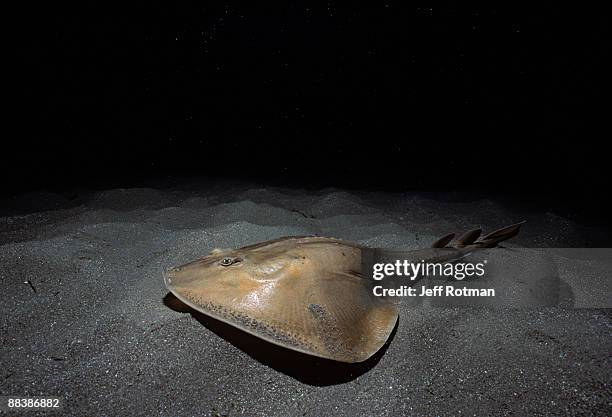 thornback ray camouflaged on sandy bottom - ichthyology stock pictures, royalty-free photos & images