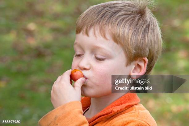 Little boy eating mirabelle