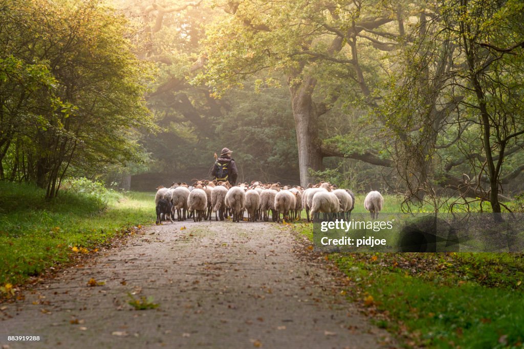 Female Shepherd and flock of sheep at a foggy sunrise in the woods